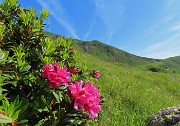 12 Ben fiorito il Rhododendron ferrugineum (Rododendro rosso) 
